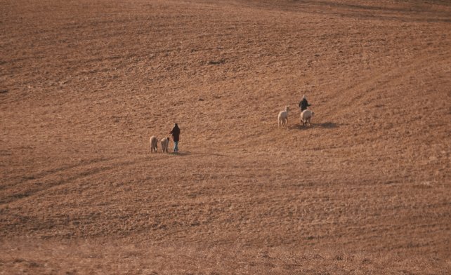 To personer går tur med to lamaer hver på et stort jorde.