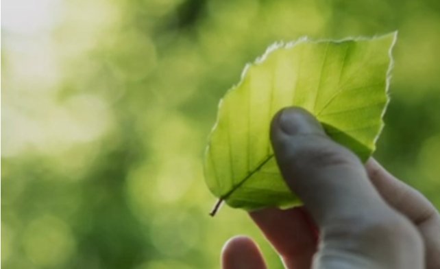 Nærbilde av en hånd som holder et grønt løvblad med to fingre.