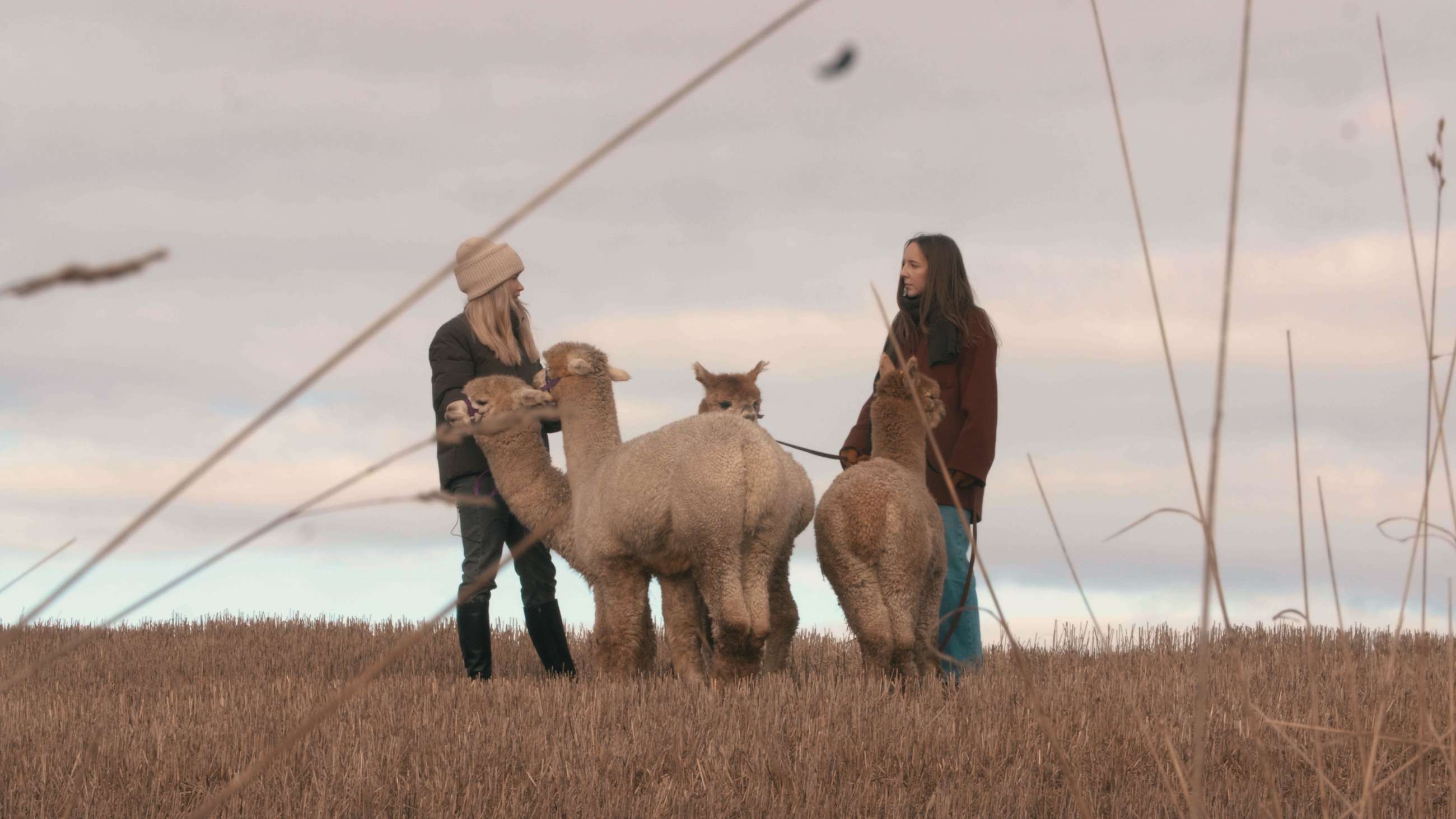 Anna og Hanna fra We Are Live som står sammen med fire lamaer