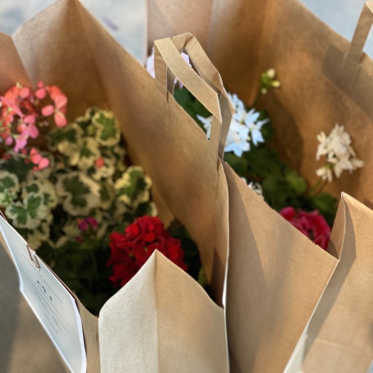 Papirkasser med pelargoniaplanter