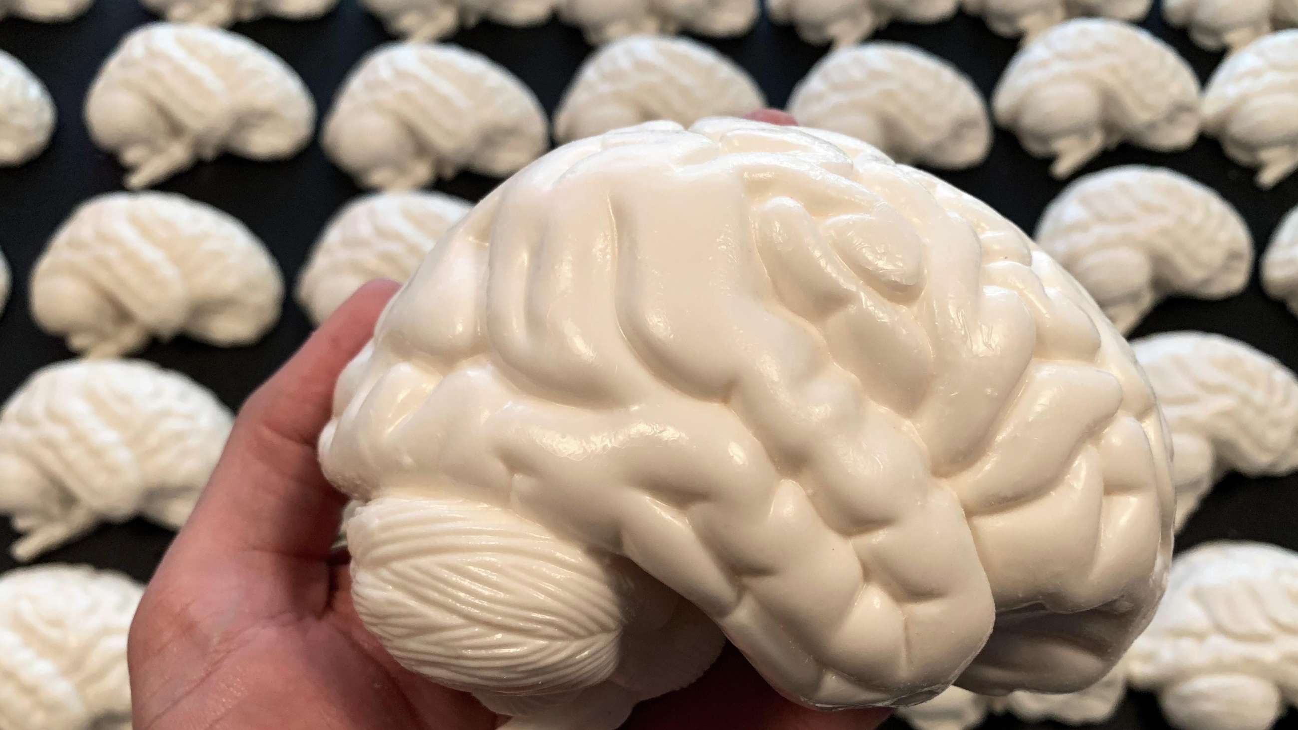 En plastmodell av høyre hjernehalvdel